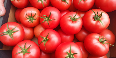 Sprzedam pomidory malinowe rozmiar 2b i 3b ilości tirowe