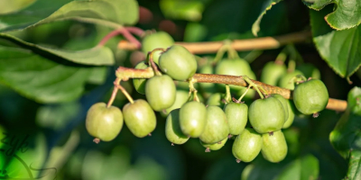 Kiwi berry (kiwi fruit / baby kiwi / mini