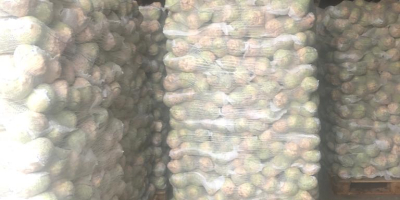 Poszukujemy firm chętnych do pośredniczenia w sprzedaży białej kapusty.