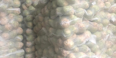 Poszukujemy firm chętnych do pośredniczenia w sprzedaży białej kapusty.