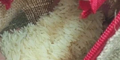 Mamy odmiany ryżu w dobrej jakości i ilości w