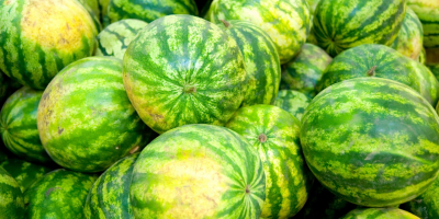 Owoce świeżego arbuza na sprzedaż: Horned Melon Typ uprawy: