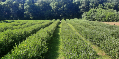 Certyfikowana ekologiczna Aronia, certyfikowany produkt górski. Zbierane ręcznie, ziarno