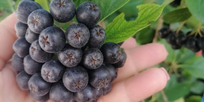 Certyfikowana ekologiczna Aronia, certyfikowany produkt górski. Zbierane ręcznie, ziarno