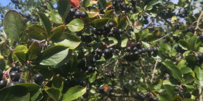 Aronia nie jest niczym nawożona i pryskana. Rośnie naturalnie