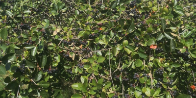 Aronia nie jest niczym nawożona i pryskana. Rośnie naturalnie