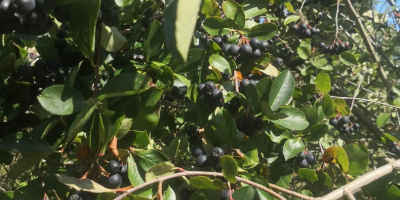 Aronia nie jest niczym nawożona i pryskana. Rośnie naturalnie