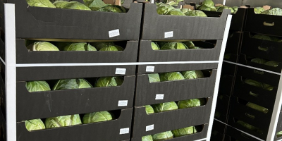 Oferujemy kapustę białą pakowaną w kartony 900 kg. 24