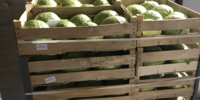 Oferujemy kapustę białą pakowaną w kartony 900 kg. 24