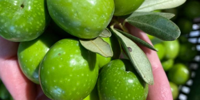 OLIVE DI SICILIA jest producentem wysokiej jakości oliwy z