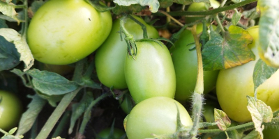 Pomidor gruntowy zielony odmiana dyno Ilość około 2 tony