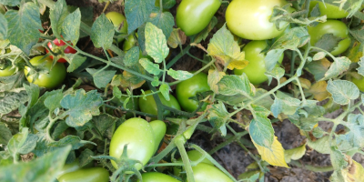 Pomidor gruntowy zielony odmiana dyno Ilość około 2 tony