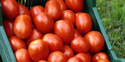 Pomidory polne, idealne na przetwory