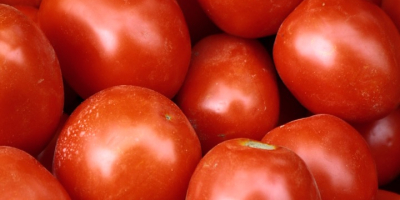 Pomidory polne, idealne na przetwory