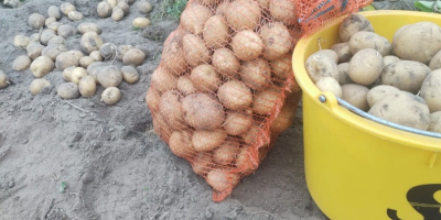 Sprzedam ziemniaki Vineta z własnej uprawy, bez oprysków, pakowane