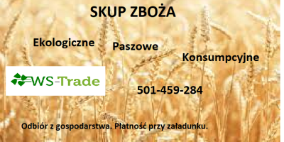 Kupię kukurydze, łubin, owies, groch i inne zboża. Ekologiczne,