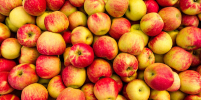 Sprzedajemy jabłka dla przemysłu ok. 500 ton Szczegóły pod