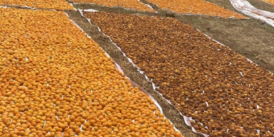 Pozdrawiam, około 3500 kg suszonych na słońcu żółtych moreli