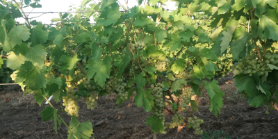 Sprzedaż winogron Feteasca regala, Galbena de Odobesti i Ciasla