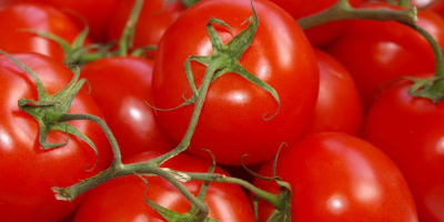 Sprzedam zielone i czerwone pomidory gruntowe. Okrągłe i podłużne.