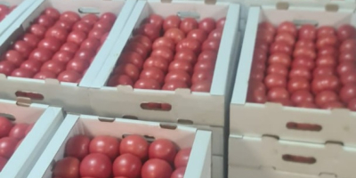 Sprzedam świeże malinowe pomidory z Białorusi. Tylko Ilości TIR-owe.