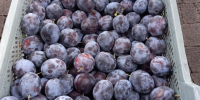 Sprzedam ładną śliwkę, nie popękaną ok. 2 ton. Odmiana