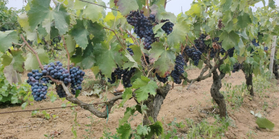 Sprzedam luzem winogrona na wino czarne jagodowe, odmiany NEGROAMARO