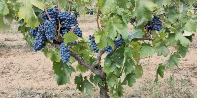 Sprzedam luzem winogrona na wino czarne jagodowe, odmiany NEGROAMARO