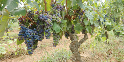 Sprzedam luzem winogrona na wino czarne jagodowe, odmiany NEGROAMARO