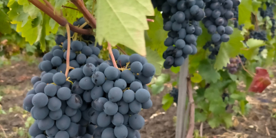Do sprzedania winogrona stołowe własnej produkcji, odmiana Mołdawia. Najwyższej