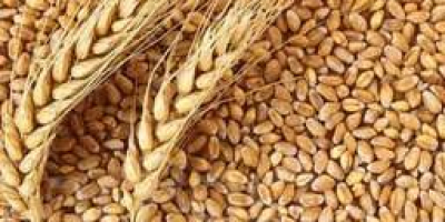 Na bieżąco sprzedajemy pszenicę produkcji klasy 2-3 na Ukrainie.