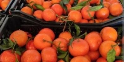 Sprzedam mandarynke clementyna prosto z Hiszpanii woskowana k3-5 pakowana