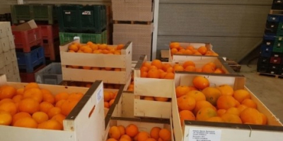 Sprzedam mandarynke clementyna prosto z Hiszpanii woskowana k3-5 pakowana