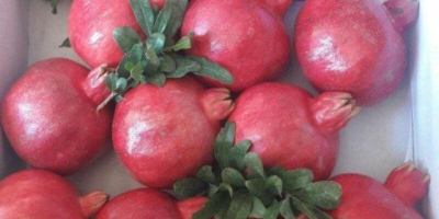 We have sweet Pomegranates for Export. Volume 500-1000 tonn/