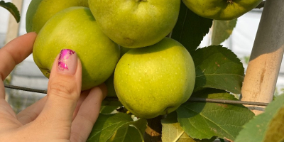 Jabłka Goldendelicious - certyfikowane ekologiczne dla przemysłu - 0,30