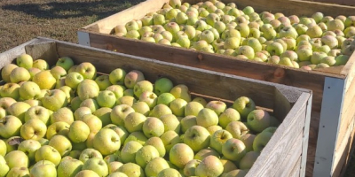 Jabłka Goldendelicious - certyfikowane ekologiczne dla przemysłu - 0,30