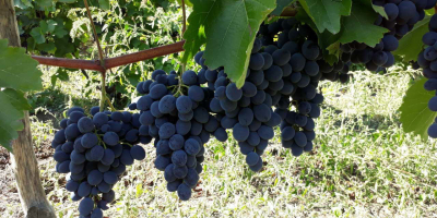 Sprzedajemy winogrona. Cabernet Sauvignon - 0,33 Euro/kg (w workach)