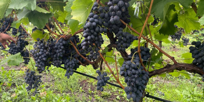 Posiadamy 60 ha (1200 ton) mołdawskich winogron, świeżych i