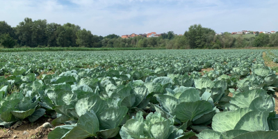 Sprzedam kapustę białą 2-5kg typ Brava F1 ekstra klasa.