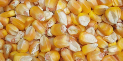 Opis: Biała kukurydza (bez GMO biała kukurydza) i suszona