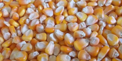 Non GMO I GMO Kukurydza Corn Yellow White, dział