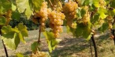 W Neapolu, w rejonie Phlegraean, sprzedam winogrona do białego