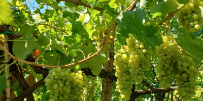 W Neapolu, w rejonie Phlegraean, sprzedam winogrona do białego