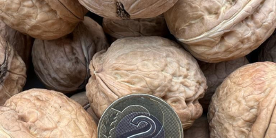 Sprzedam orzechy włoskie. Zbiór 2022r. Cena 5 zł/ 1kg.