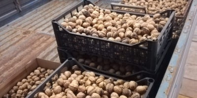 Wyselekcjonowane organiczne, lokalne orzechy pierwszego wyboru.