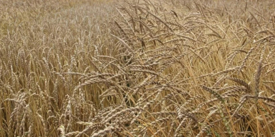 Witam Posiadam orkisz do sprzedaży - odmiana Schwabenkorn. Ziarno
