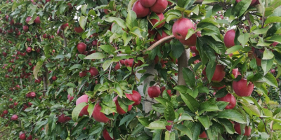 Sprzedam jabłka ekologiczne. Odmiany: Gala, Golden Delicious, Red Delicious,