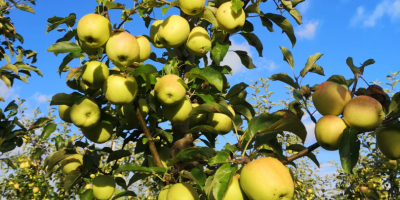 Sprzedam jabłka ekologiczne. Odmiany: Gala, Golden Delicious, Red Delicious,