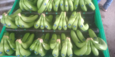 Banany Cavendish Extra Premium Ekwador własnej produkcji 3600 pudełek