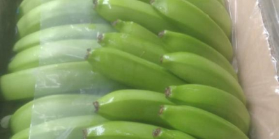 Banany Cavendish Extra Premium Ekwador własnej produkcji 3600 pudełek